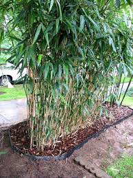 Update a small garden with our small garden ideas, featuring garden design tips, planting advice for gardens and patios for small garden designs. Bamboo Control Barrier Bamboo Garden Small Backyard Gardens Backyard Garden