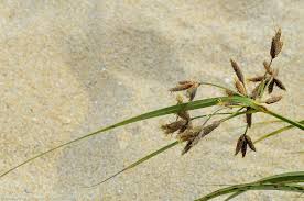 Image result for Bolboschoenus glaucus