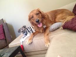 Brother Sister Golden Retriever Big Dog Small Dog Siblings Big Dogs Puppy Love Small Dogs