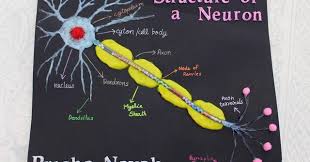Computer artwork of a junction, or synapse, between two nerve cells (neurons, blue). Cards Crafts Kids Projects How To Make A Neuron Model