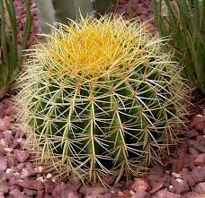 The ideal watering time is dependent on aspects such as the type of cactus, the normal growing season, cactus original habitat as well as the current growing conditions. Adaptations For Barrel Cactus Miss Chen Garden Manage Gfinger Es La App De Jardineria Mas Profesional