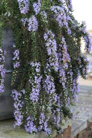 Dermot O Neill On Twitter Backyard Flowers Beds Plants Rosemary Flower