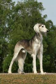 That Perfect Pose By Sannas On Deviantart Saluki Dogs Beautiful Dogs Saluki