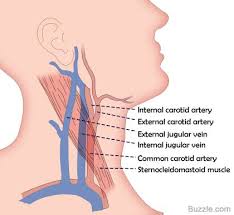 Stand up and neck start pulsate super strong, do the carotid arteries expand or narrow? Are The Jugular Vein And Carotid Artery Present On Both Sides Of The Neck Or Is One On The Left Side And The Other On The Right Socratic