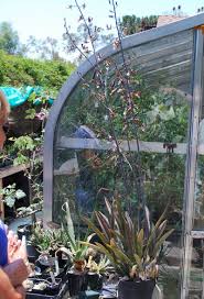 Image result for Eulophia petersii