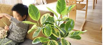 ゴムの木の育て方 観葉植物の通信販売 Apego アペーゴ