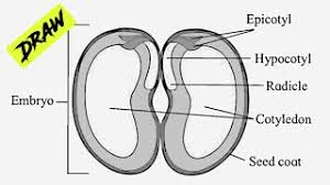 Mermaid documentation for the complete syntax and styling options How To Draw Diagram For Seed And Fruit Development Bean Seed Dicot Labelled Diagram Youtube
