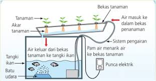 Kalau dulu kerangka atap rumah. Shahrizal Denci On Twitter Kebaikan Teknik Ini Ialah Kau Tak Payah Beli Baja Ab Seperti Hidroponik Dan Kau Tak Payah Risau Ikan Akan Jadi Toksik Dengan Najisnya Sendiri Ammonia Kerana Kandungan
