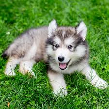 Use the search tool below and browse adoptable alaskan. 1 Alaskan Malamute Puppies For Sale In Miami Fl