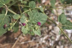 Image result for Boerhavia repens