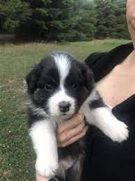 Australian Shepherd Puppies Puppies And Dogs For Sale Pets Classified Ad Oregonlive Com Aussie Puppies Australian Shepherd Puppies Dogs For Sale
