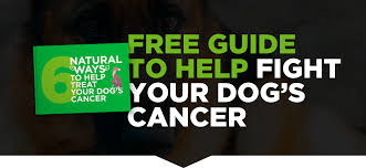 If a tumor is seen, the veterinarian will recommend a fine needle aspirate and biopsy of lung tissue in order to determine if the tumor is cancerous or not. Recognizing And Treating Lung Cancer In Dogs Homeoanimal Com