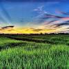 Sawah padi bali subak adalah sebuah organisasi yang dimiliki oleh masyarakat petani di bali yang khusus mengatur tentang. 1