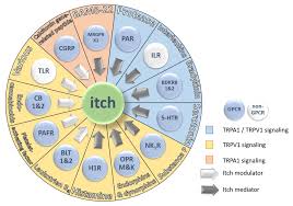 Read about treating contact dermatitis. Ijms Free Full Text Advances In Understanding The Initial Steps Of Pruritoceptive Itch How The Itch Hits The Switch Html