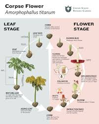 Image result for Amorphophallus