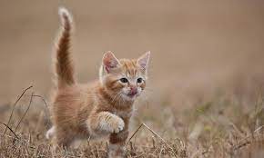 14 kedi vucut dili ve anlamlari cute kittens cok sirin hayvanlar sevimli kediler