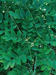 Image result for Dalbergia