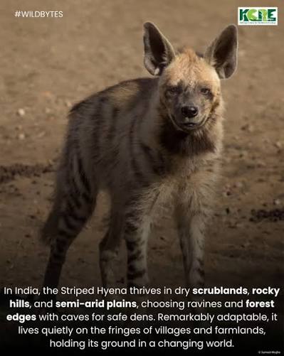 The striped hyena (Hyaena hyaena) is one of India's key scavengers, essential for maintaining ecosystem balance by clearing carcasses and limiting disease spread. Often misunderstood, this nocturnal species depends on intact dry