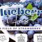 Johnson's Farm Blueberry Fest