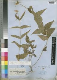 Image result for Lipotriche marlothiana