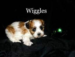Teddy Bear Puppies For Sale In Wisconsin Find Teddy Bear Puppies For Sale In Wisconsin Minnesota And Illinois Teddy Bear Puppies Bear Puppy Puppies
