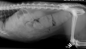 We were actually told that it comes in liquid form, not powder that must be mixed with water. Feline Megacolon And Deobstipation Mspca Angell