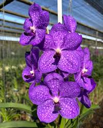 Image result for Vanda coerulea