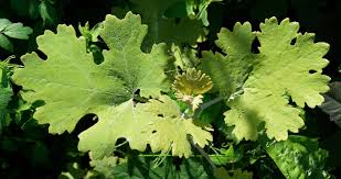 Image result for Macleaya