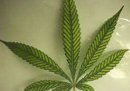 In the spring and summer, frequent. 7 Common Cannabis Plant Deficiencies Leaf Symptoms Sensi Seeds