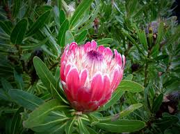 Image result for Ipomoea protea