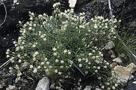 Image result for Dicoma anomala