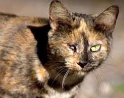 La imagen no está en color así que no puedo responder. Booming Feral Cat Populations Are A Disaster Science Says Here Are 15 Reasons Why Archive Nola Com