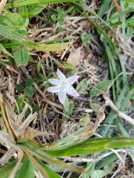 Image result for Cyphia richardsiae