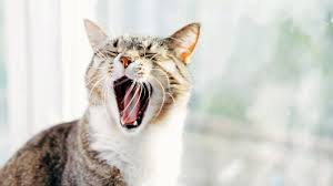 Learn about the veterinary topic of periodontal disease in small animals. Cat Dental Care Cleaning Your Cat S Teeth Medivet