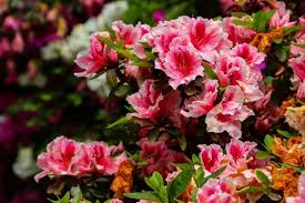 They come in a range of flower colors including pink, purple, red, white and yellow. How Fast Do Rhododendrons Grow Plus Tips To Grow Them Faster The Practical Planter