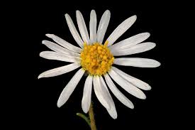 Image result for Felicia muricata