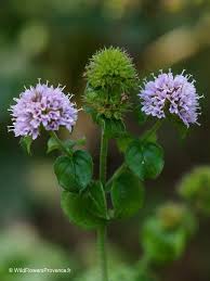 Image result for Mentha aquatica
