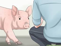 3 Ways To Increase The Weight Of A Pig Wikihow