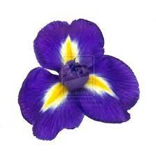 Flowers Logo Iris 16 Ideas Iris Flowers Blue Iris Flowers Flower Prints Art
