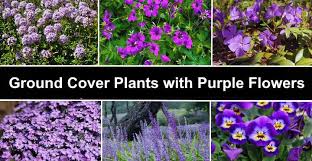The examples given are low maintenance perennials. Ground Cover Plants With Purple Flowers With Pictures Identification