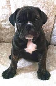 Black And White Frenchie Puppy Frieda Is A Dark Brindle English Bulldog Puppy Selling For 2500 For More Information Call Text Adele At 303 65 Brindle English Bulldog Bulldog French Bulldog