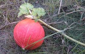 Doch wann ist es eigentlich genug des guten? Wann Ist Ein Kurbis Reif Und Ausser Suppe Was Damit Anfangen Das Wilde Gartenblog