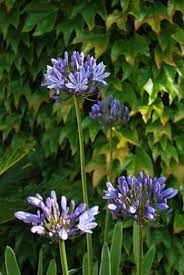 Agapanthus Africanus Perennials For Sale Uk Letsgoplanting Co Uk Summer Flowers To Plant Agapanthus Agapanthus Africanus