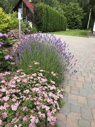 Lavandula Angustifolia Spiraea Japonica In Mixborder Draussen Garten