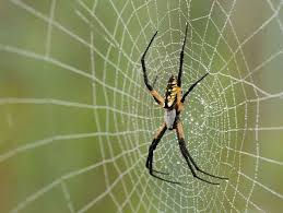 Critter Of The Week Yellow Garden Spider