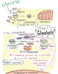 Maybe you would like to learn more about one of these? Aerobic Respiration Definition Steps Products Equation Video Lesson Transcript Study Com