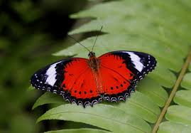 Kuranda Attraction Australian Butterfly Sanctuary