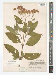 Image result for Bothriocline longipes