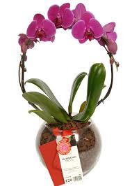 Marks and spencer flowers and plants. Marks Spencer Selling Limited Edition Orchid To Celebrate Chinese New Year
