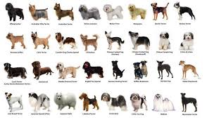 Small Dog Breeds Chart Clipart Images Gallery For Free